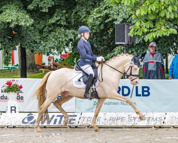 stallion Gold Design (German Riding Pony, 2020, from Golden Grey NRW)