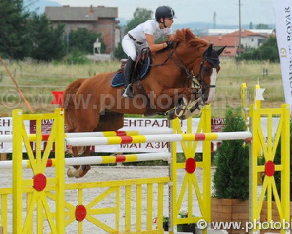 jumper Nabab Landelles (Selle Français, 2001)