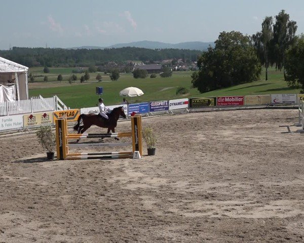 Reitturnier Humlikon 2024