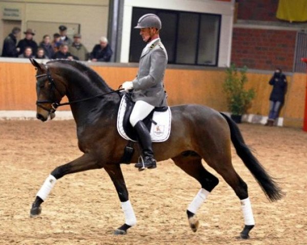 stallion Spörcken (Hanoverian, 2008, from Sir Donnerhall I)