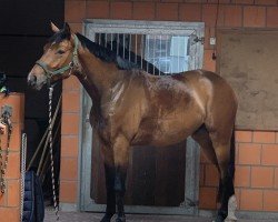 dressage horse Emilio 175 (Westphalian, 2019, from Escolar)