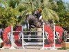 jumper Clearround Il Mondo Z (Zangersheide riding horse, 2016, from Comme il Faut)