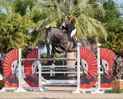 jumper Clearround Il Mondo Z (Zangersheide riding horse, 2016, from Comme il Faut)