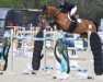 jumper Bailarinna (Oldenburg show jumper, 2013, from Filou de Muze)