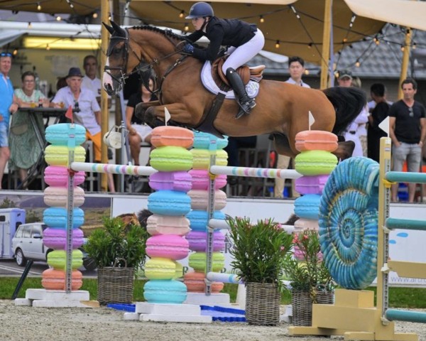 Springpferd Orcado van't Gestelhof (Belgisches Warmblut, 2014, von Thunder van de Zuuthoeve)