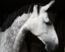 jumper Zhoey (Oldenburg show jumper, 2014, from Comme il Faut)