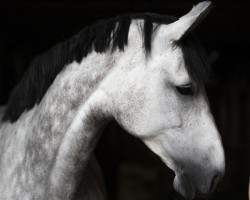 jumper Zhoey (Oldenburg show jumper, 2014, from Comme il Faut)