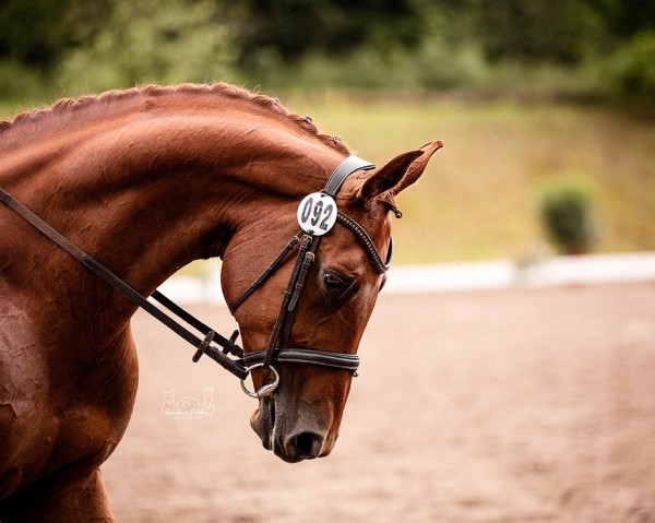 dressage horse Firegirl HAE (Hanoverian, 2018, from Fidertanz)