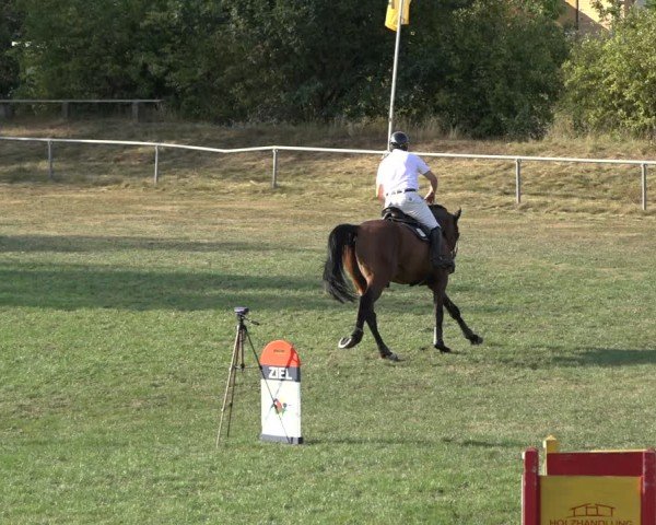 Reitturnier Dannenberg 2024