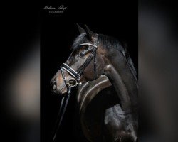 dressage horse Saphira 301 (German Sport Horse, 2019, from Secret)