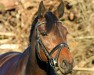 broodmare Charlet 14 (Holsteiner, 2007, from Cristo)