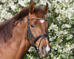 dressage horse Jupiter John (Oldenburg, 2012, from Glock's Johnson Tn)