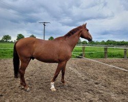 dressage horse Aspendos (German Warmblood, 2008, from Der Kleine Prinz)