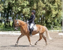 dressage horse Shania Sd (Haflinger, 2007, from Ninjo)