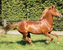 dressage horse Titan 136 (Deutsches Reitpony, 1994, from Top Gun I)