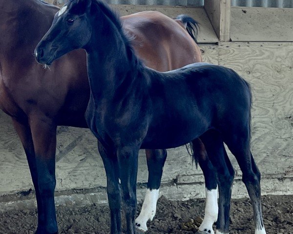 dressage horse Smooth Criminal (Oldenburg, 2022, from San Amour I)