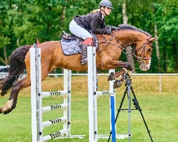 jumper Bajazzo Star (Hanoverian, 2016, from Balou Star)