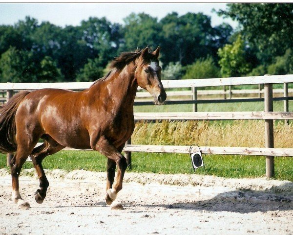 Pferd Kadokus (KWPN (Niederländisches Warmblut), 1992, von Wellington)