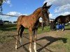 foal by Lady Viatrix (Oldenburg, 2024, from Vitalis)