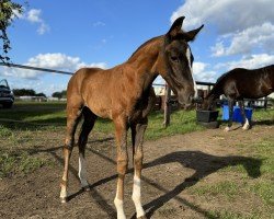 foal by Lady Viatrix (Oldenburg, 2024, from Vitalis)