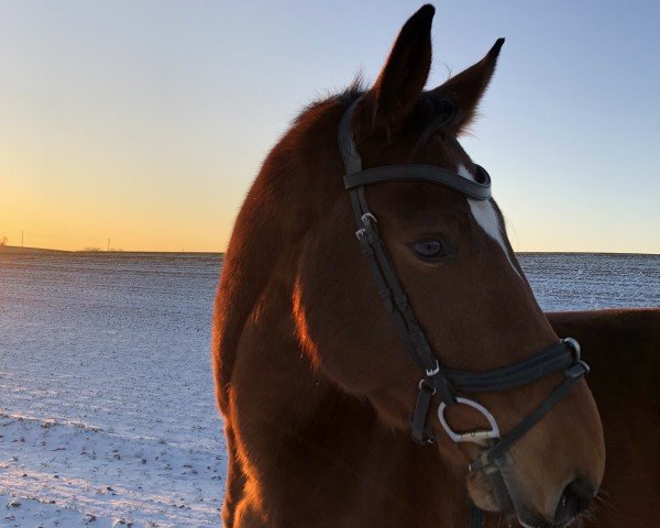 jumper Carlos 898 (Mecklenburg, 2018, from Catover)