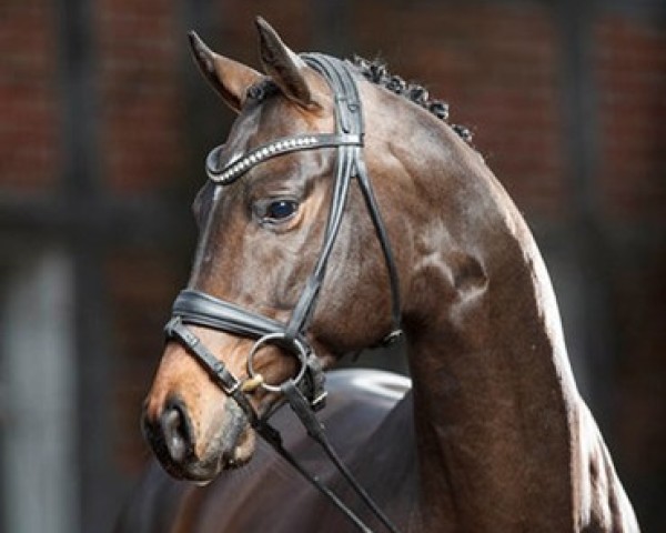 stallion TSF Kros (Trakehner, 2013, from Ajbek)