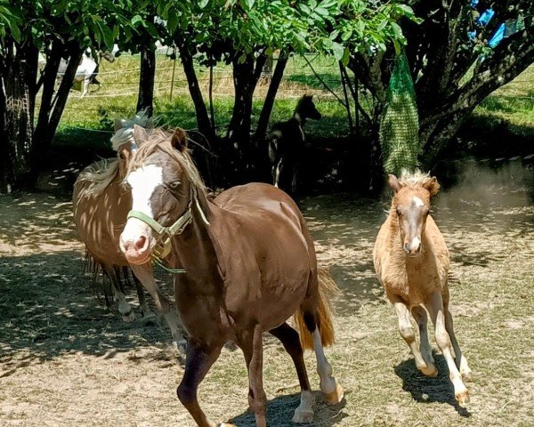 Zuchtstute Exquisitas Unforgettable (Deutsches Classic Pony, 2012, von Kalibo von Clus)