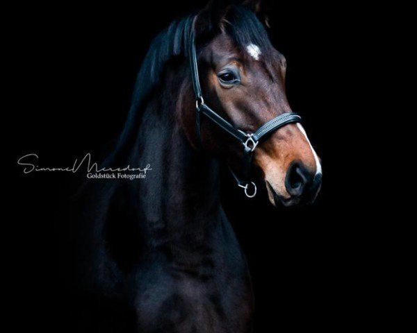 horse Con Belleza la Luna (Oldenburg show jumper, 2019, from Contendro I)