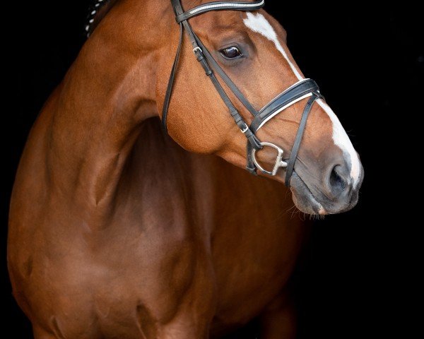 broodmare Couleur de Lune (Oldenburg, 2008, from Couleur Rubin)