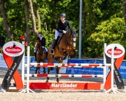 jumper Latoki La Lusti (Oldenburg show jumper, 2013, from Catoki)