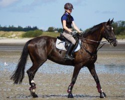 dressage horse Dimagine (Hanoverian, 2007, from Domani Vengo)