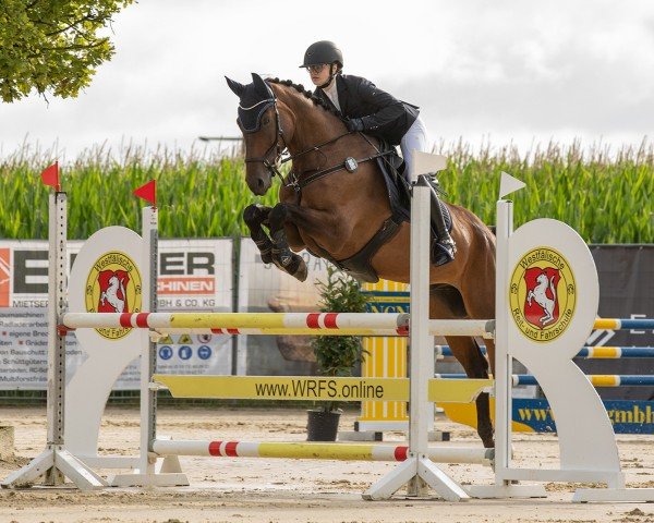 jumper Nino 322 (Westphalian, 2018, from Niack de L'Abbaye)