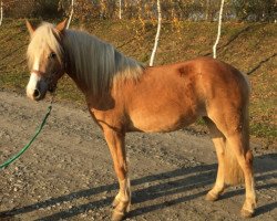 Pferd Barbie B (Haflinger, 2015)