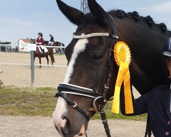 dressage horse Derea (German Riding Pony, 2010, from Don Pedro)