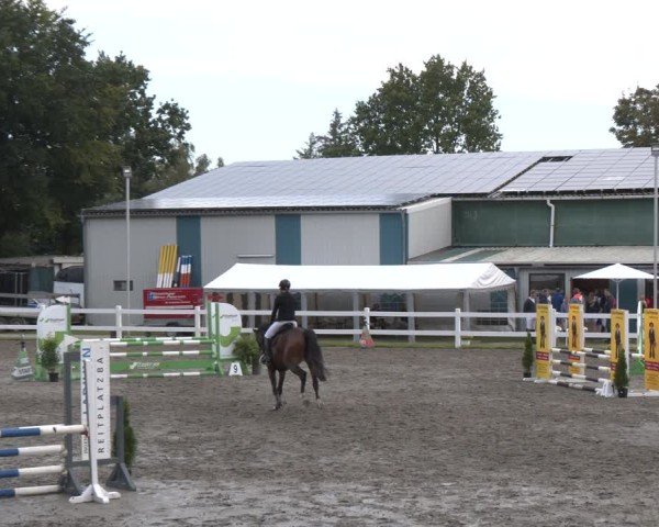 Reitturnier Springturnier Mildstedt 2024