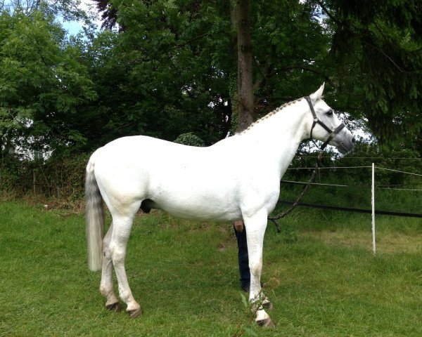 dressage horse Laurentinus K (Westphalian, 1994, from Laurin)