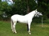 dressage horse Laurentinus K (Westphalian, 1994, from Laurin)