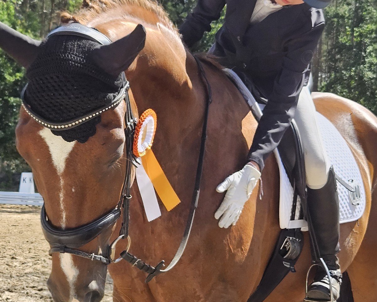 dressage horse Bon Frederik (German Sport Horse, 2014, from Black Ruby)
