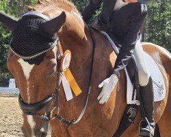 dressage horse Bon Frederik (German Sport Horse, 2014, from Black Ruby)