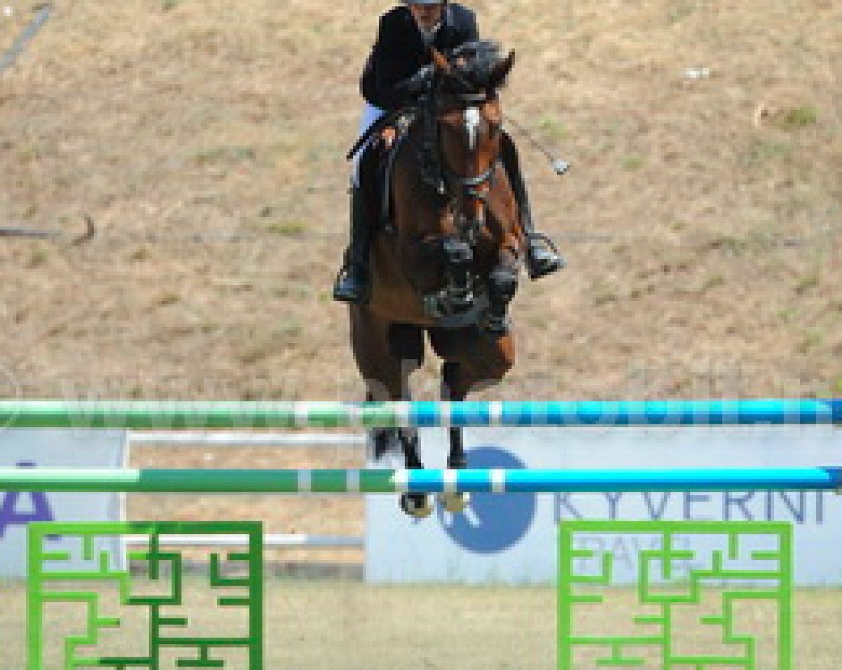 jumper Go 4 It (Belgian Warmblood, 2006, from Lord Z)