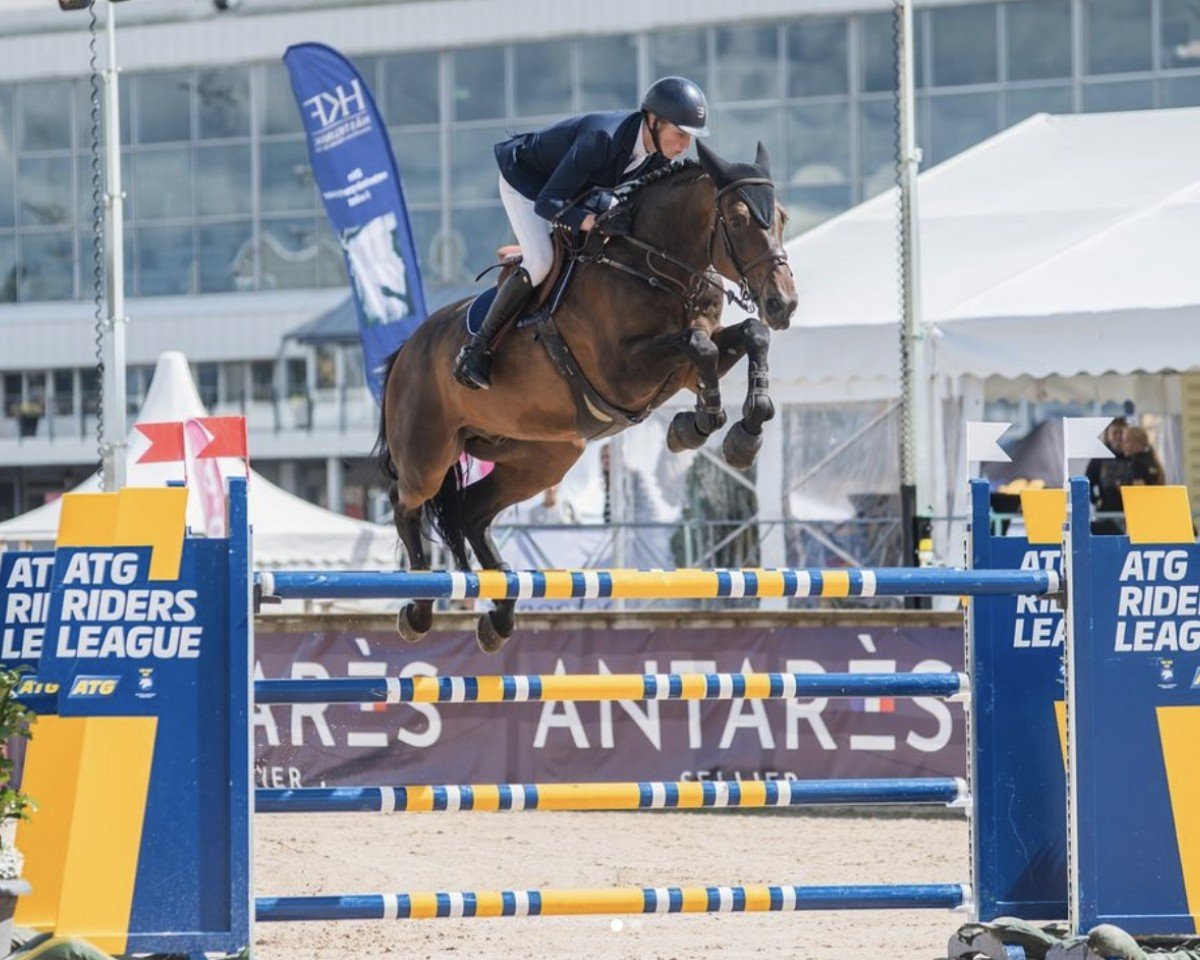 jumper Quebello D (Luxembourg horse, 2010, from Quidam de Revel)