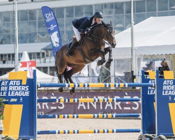 Springpferd Quebello D (Luxemburgisches Reitpferd, 2010, von Quidam de Revel)