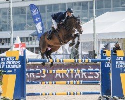 jumper Quebello D (Luxembourg horse, 2010, from Quidam de Revel)