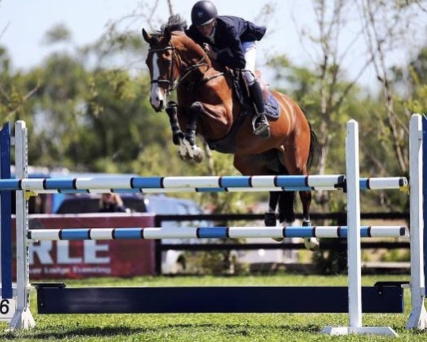 jumper Quinn Z (Zangersheide riding horse, 2012, from VDL Groep Zagreb)