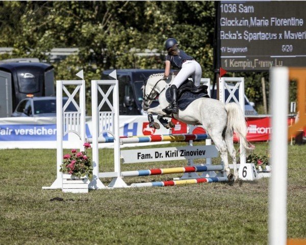 jumper Sam 1205 (German Riding Pony, 2013, from Beka's Spartacus)