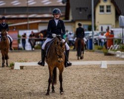 dressage horse Donnawetter 3 (Westphalian, 2012, from Dynamik Star AT)