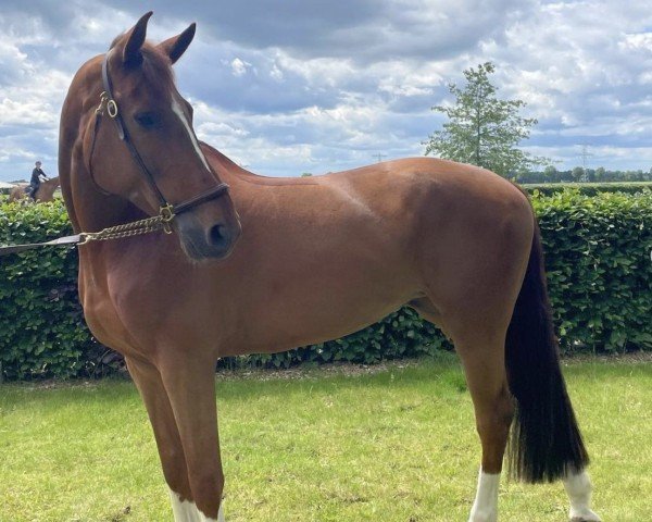 jumper Kleopatra Hero Z (Zangersheide riding horse, 2018, from Kassander van het Roosakker)