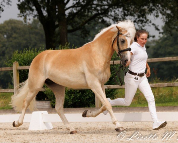 dressage horse Ameatha van de Geerestein (unknown, 2021, from Bon Jovi 99)