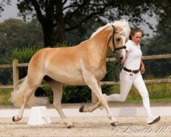 dressage horse Ameatha van de Geerestein (unknown, 2021, from Bon Jovi 99)