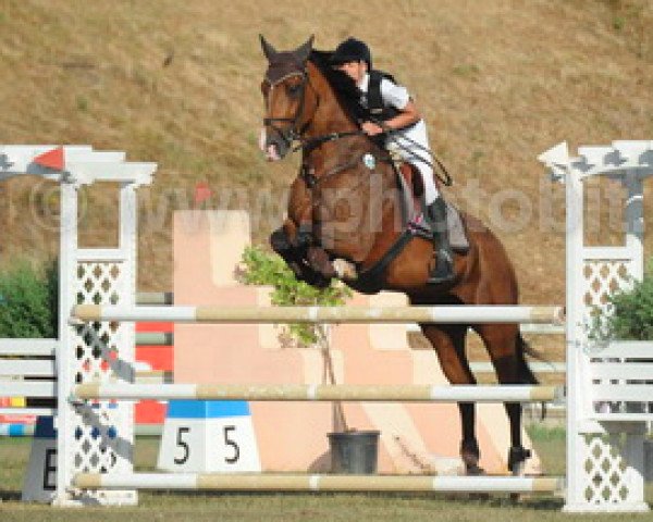 Pferd Varien (KWPN (Niederländisches Warmblut), 2002, von Matterhorn)